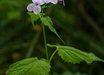 Lunaria