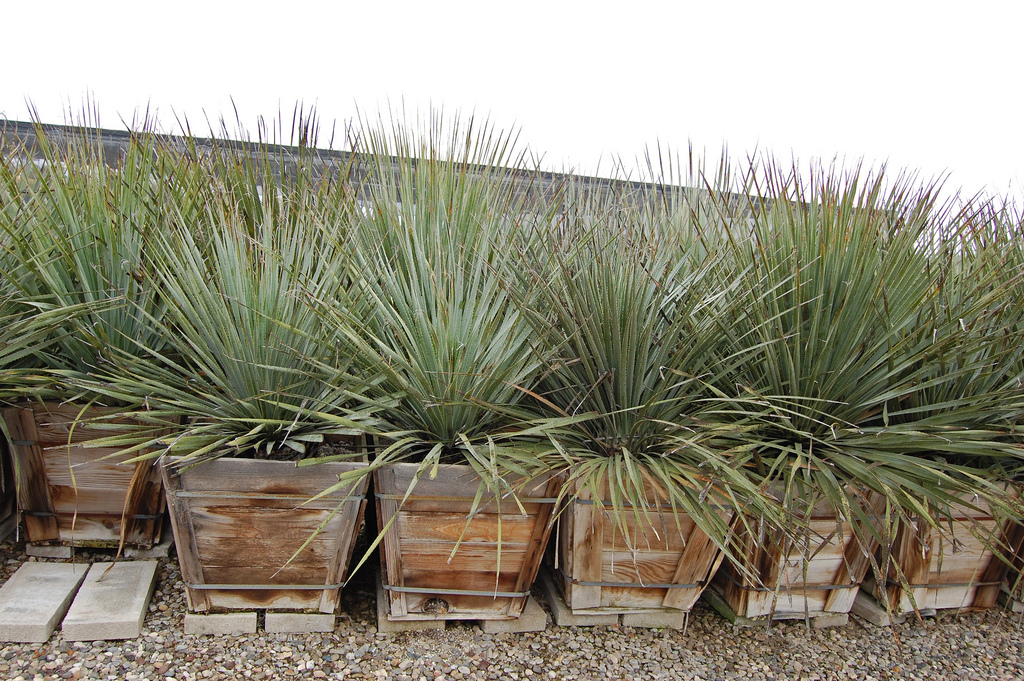 Photo of Dasylirion wheeleri container plant by Far Out Flora