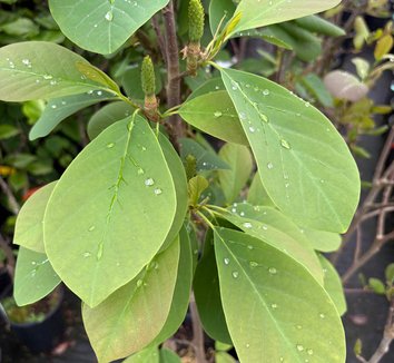 Photo of Magnolia Marilyn's Choice™ PP34917 foliage by plant lust