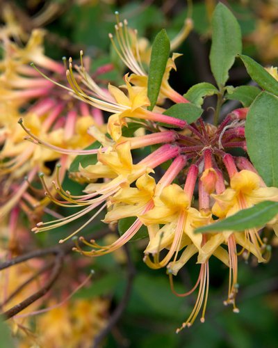 Florida Flame Azalea | Deciduous Azalea | Flame Azalea | Florida