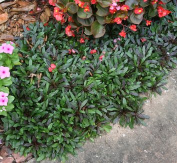 Photo of Ajuga reptans Chocolate Chip foliage, form by Pandorea