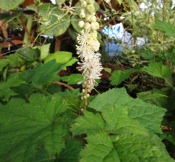 Photo of Actaea cordifolia flower, foliage by Far Reaches Farm