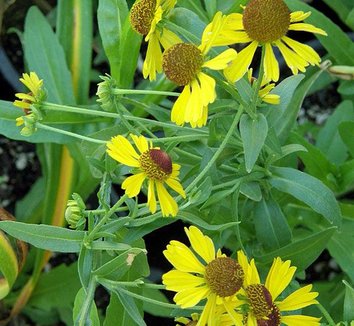 Photo of Helenium flexuosum 'Tiny Dancer' flower by Forestfarm