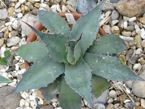 10 Graines D'Agave Gentryi 'La Escondida' – Plante Succulente Résistante Au Gel, Originaire Du Mexique - 11