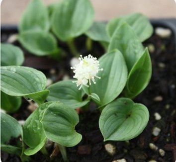 Photo of Maianthemum dilatatum 'Minima' flower, foliage, form by Edelweiss Perennials