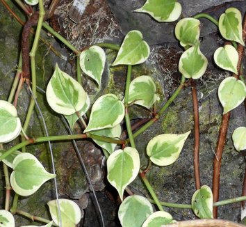 Photo of Peperomia scandens 'Variegata' foliage by Brian's Botanicals
