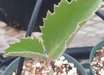 Cyphostemma
