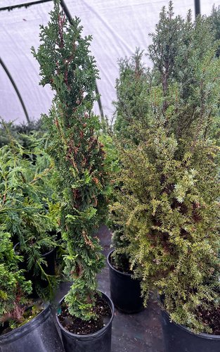 Thuja occidentalis 'Brobeck's Tower' | Brobeck's Tower Western Arborvitae |  plant lust