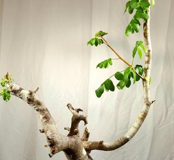 Bursera from multiple nurseries on Plant Lust