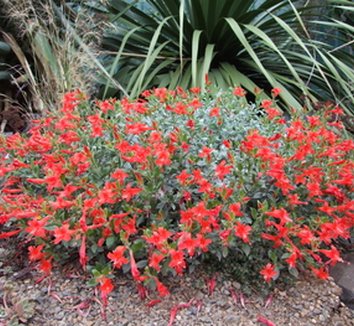 Photo of Zauschneria septentrionalis 'Select Mattole' form by Dancing Oaks Nursery