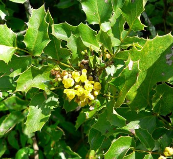 Photo of Mahonia dictyota flower, foliage by Stan Shebs
