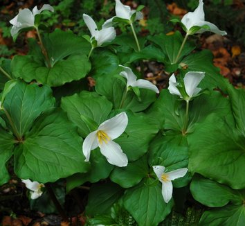 Photo of Trillium ovatum flower by Keeping it Green Nursery