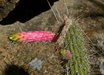 Cereus