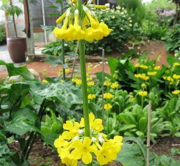 Photo of Primula prolifera flower by Far Reaches Farm