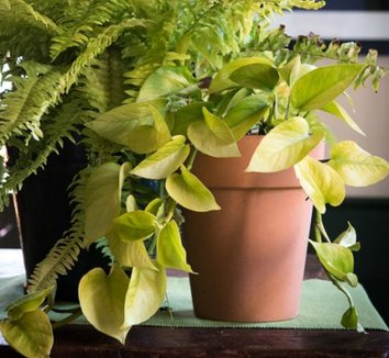 Photo of Epipremnum aureum 'Neon' foliage, form by Avant Gardens