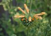 Leonotis