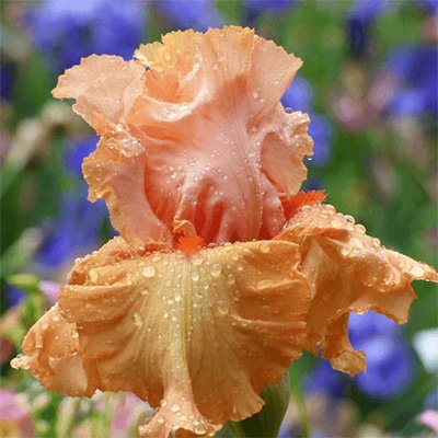 Photo of Iris 'Autumn Riesling' flowers by Phoenix Perennials and Specialty Plants Ltd.