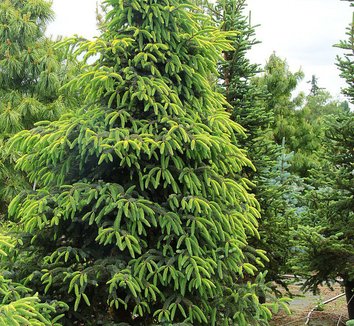 Photo of Picea mariana 'Aureovariegata' form by Conifer Kingdom