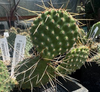 Photo of Opuntia macrorhiza ssp. pottsii by plant lust