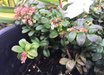 Vaccinium