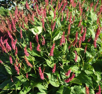 Photo of Persicaria amplexicaulis Taurus flower by Dancing Oaks Nursery