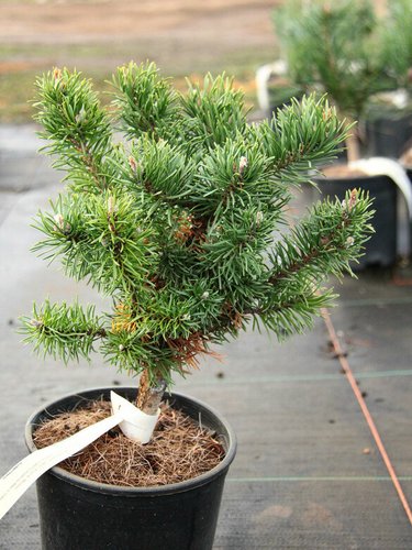 pieris japonica bonsai Pieris Japonica Bonsai  B for Bonsai