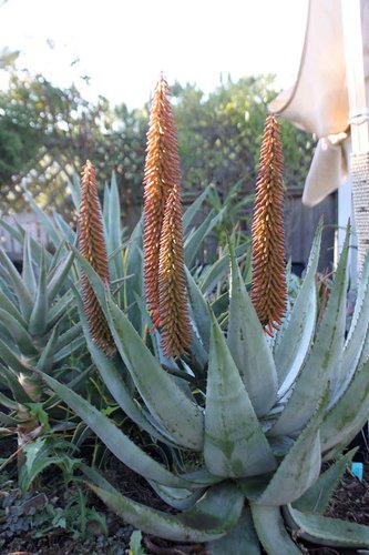 Aloe ferox | Bitter Aloe | Cape Aloe | Red Aloe | plant lust