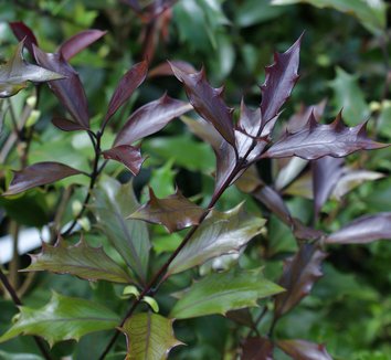 Photo of Osmanthus heterophyllus 'Purpureus' foliage by Karl Gercens III