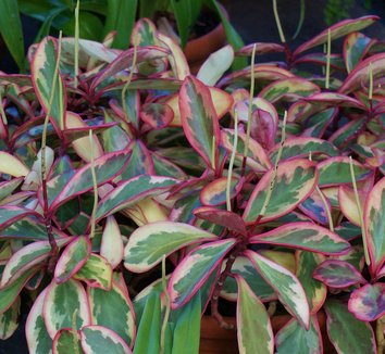 Photo of Peperomia clusiifolia 'Variegata' foliage by Karl Gercens III