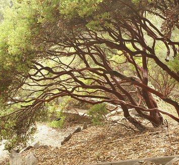 Photo of Arctostaphylos x densiflora 'Howard McMinn' by Debbie Ballentine