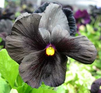 Photo of Viola 'Black Accord' flower by Annie's Annuals & Perennials