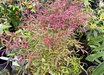Nandina