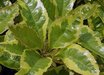 Ardisia