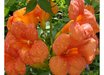 Campsis