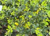 Ilex crenata 'Lemon Gem'