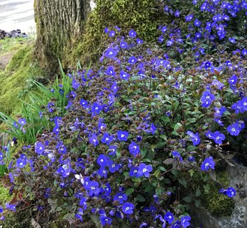 Photo of Veronica umbrosa 'Georgia Blue' by Little Prince of Oregon