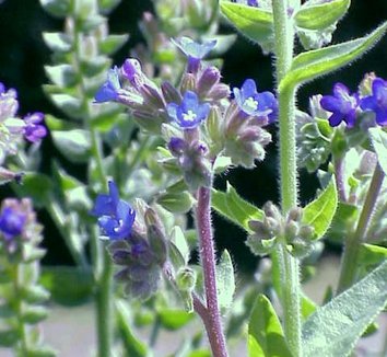 Photo of Anchusa officinalis flower by Kurt Stueber