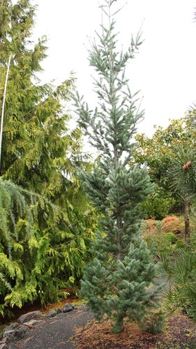 Pseudotsuga menziesii 'Silverton Steeple' | Shell Creek Douglas