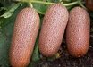 Poona Kheera Cucumber