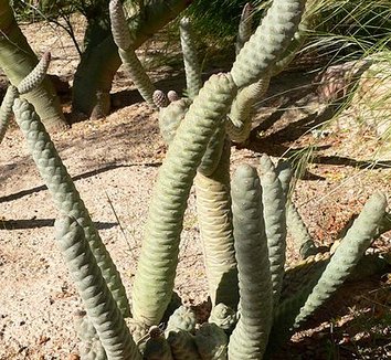 Photo of Tephrocactus articulatus var. inermis form by Stan Shebs