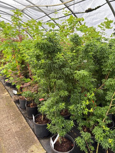 Photo of Acer palmatum 'Shishigashira' foliage by plant lust