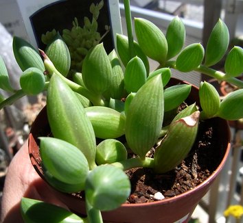 Photo of Senecio herreanus foliage by salchuiwt