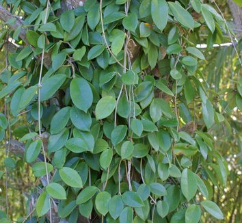 Photo of Hoya carnosa foliage by Karl Gercens III