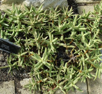 Photo of Crassula herrei foliage by Bluemoose