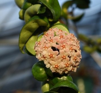Photo of Hoya carnosa 'Compacta' flower by Almost Eden