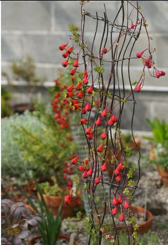 Photo of Tropaeolum tricolor