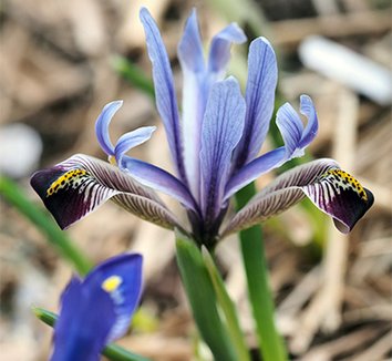 Photo of Iris zagrica flower by Phoenix Perennials and Specialty Plants Ltd.