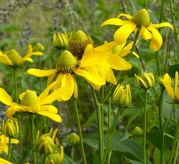 Photo of Rudbeckia 'Herbstonne' flower by Almost Eden