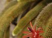 Cleistocactus