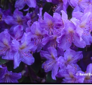 Photo of Rhododendron augustinii 'Royal Purple'
